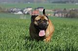 BULLMASTIFF 505